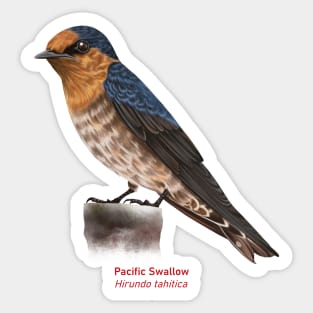 Pacific Swallow | Hirundo tahitica Sticker